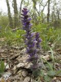 Ajuga orientalis