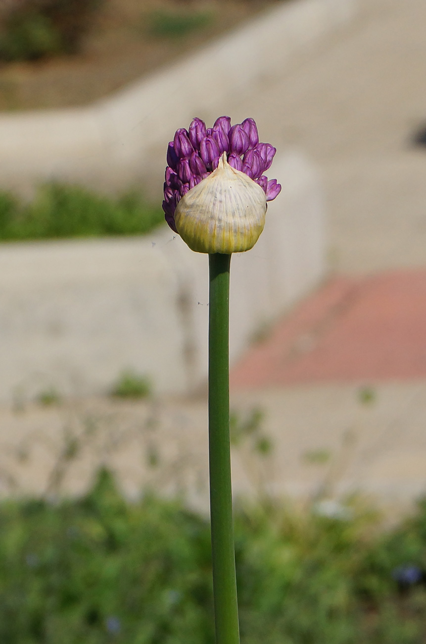 Image of genus Allium specimen.