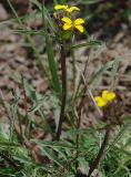 Erysimum substrigosum. Верхушка побега с соцветием. Северная Осетия, верхняя часть Куртатинского ущелья, окр. селения Верхний Фиагдон. 06.05.2010.