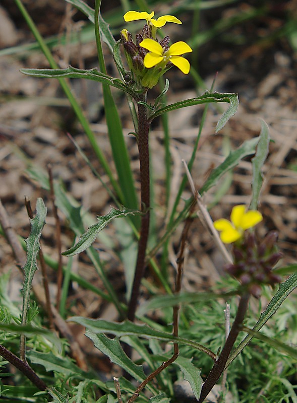 Изображение особи Erysimum substrigosum.