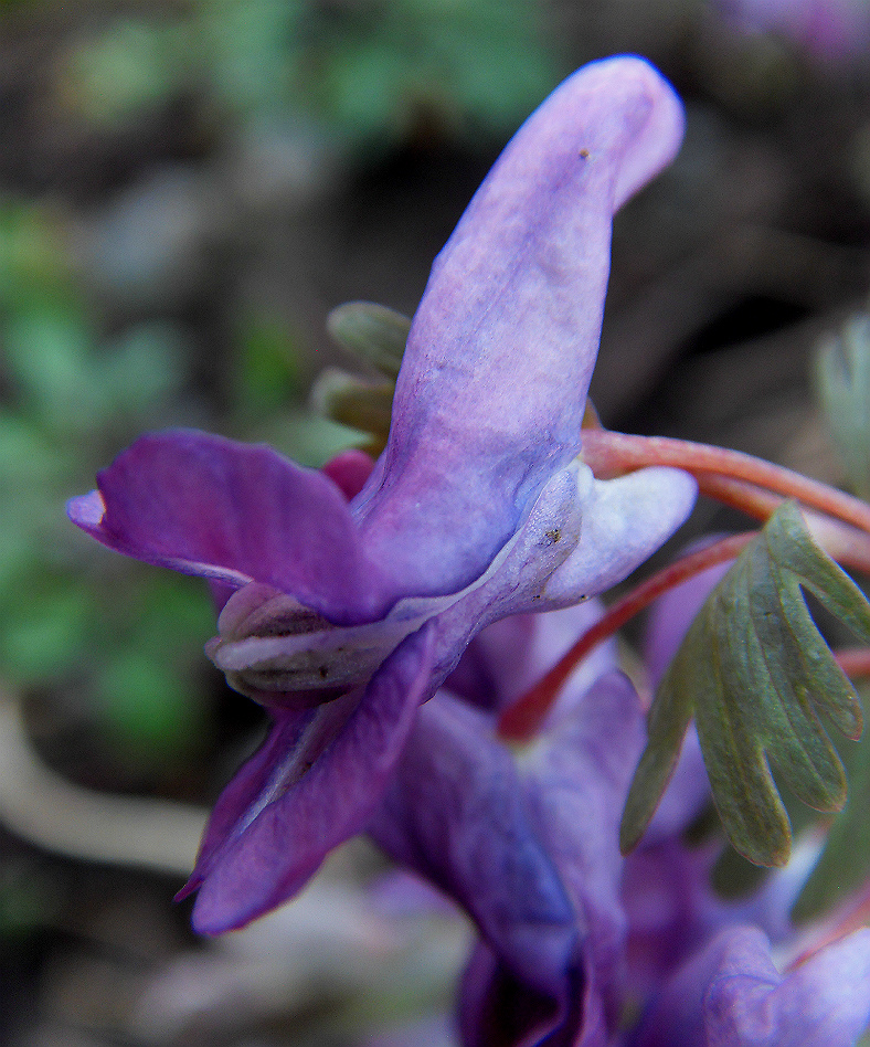 Image of Corydalis solida specimen.