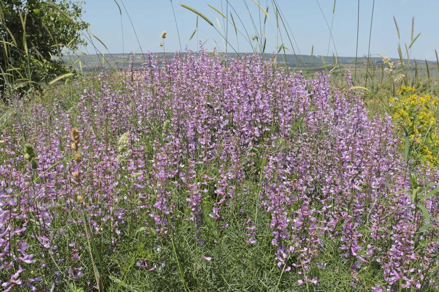 Изображение особи Vicia elegans.