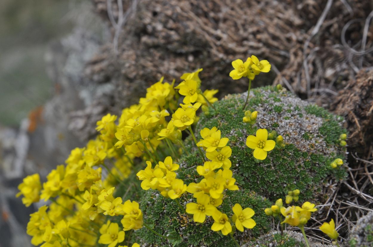 Изображение особи Draba bryoides.