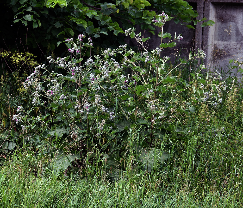 Image of Arctium tomentosum specimen.