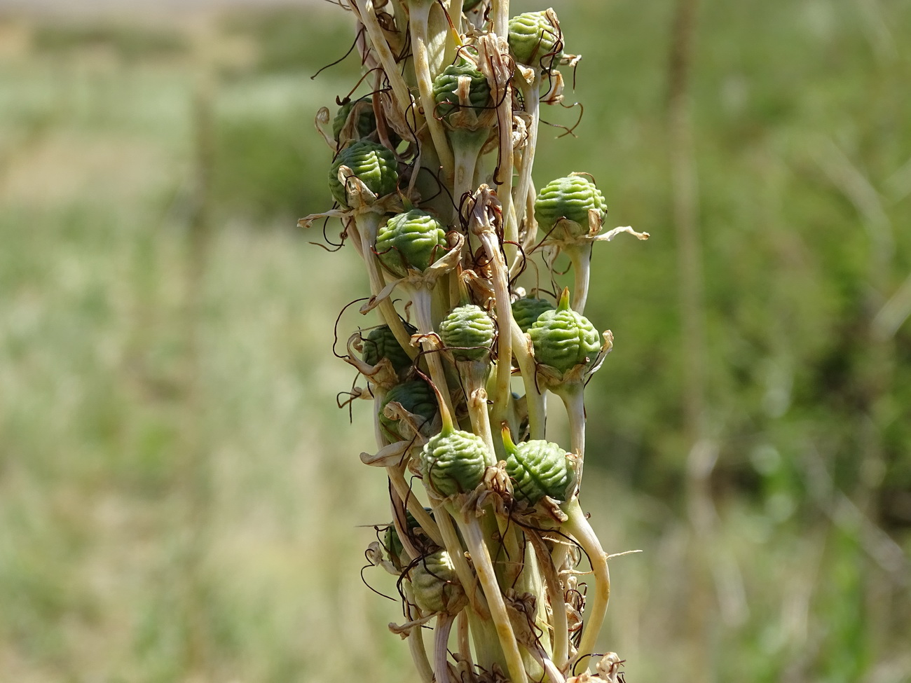 Изображение особи Eremurus cristatus.