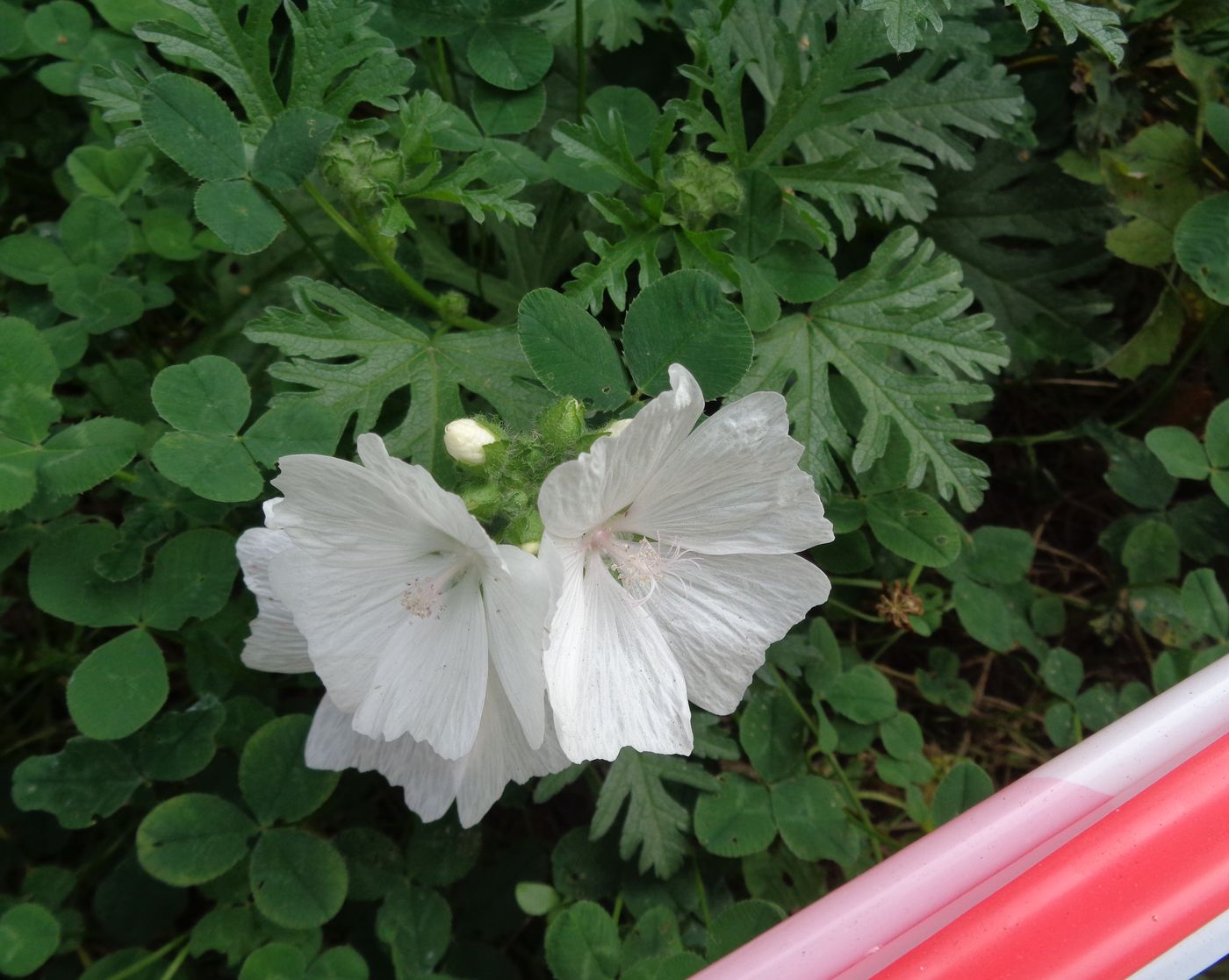 Image of Malva moschata specimen.