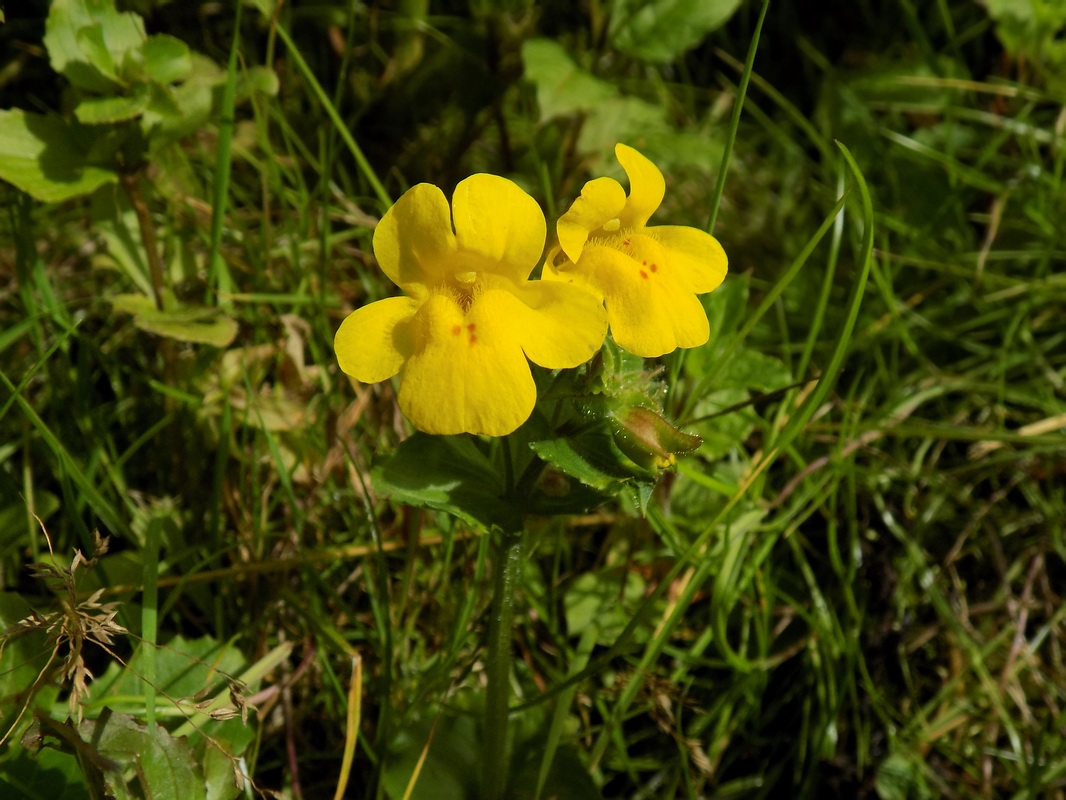 Изображение особи Mimulus guttatus.