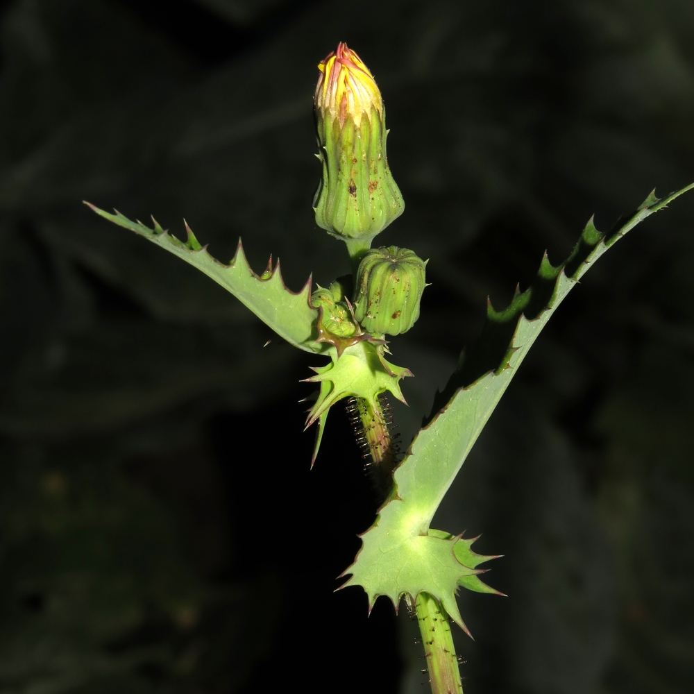 Image of Sonchus asper specimen.