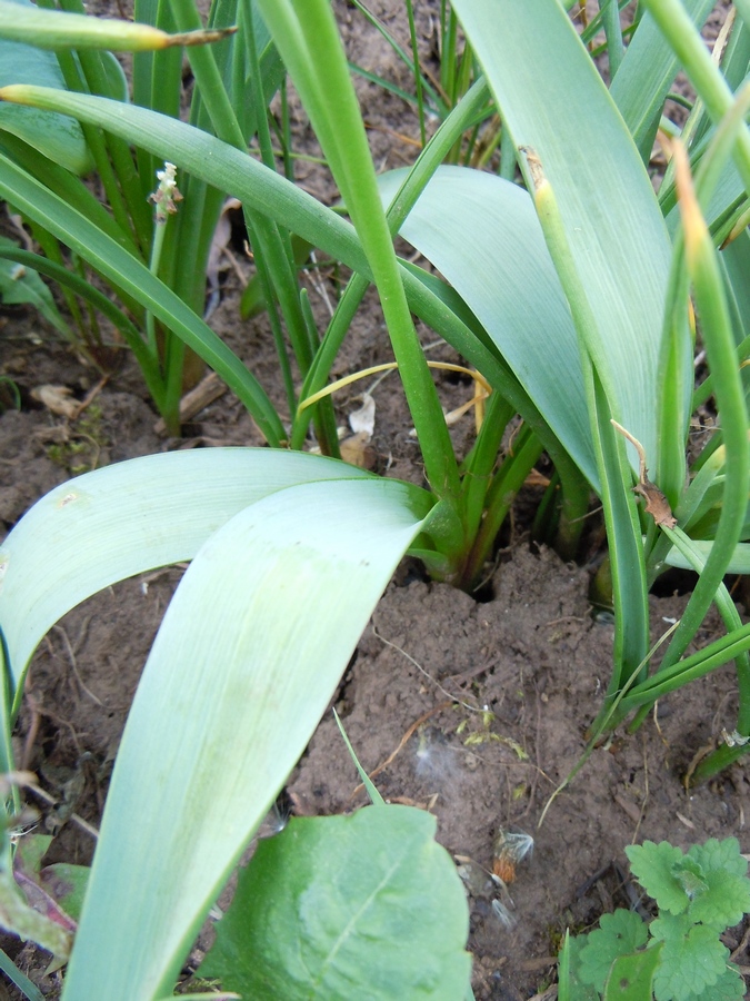 Image of genus Muscari specimen.