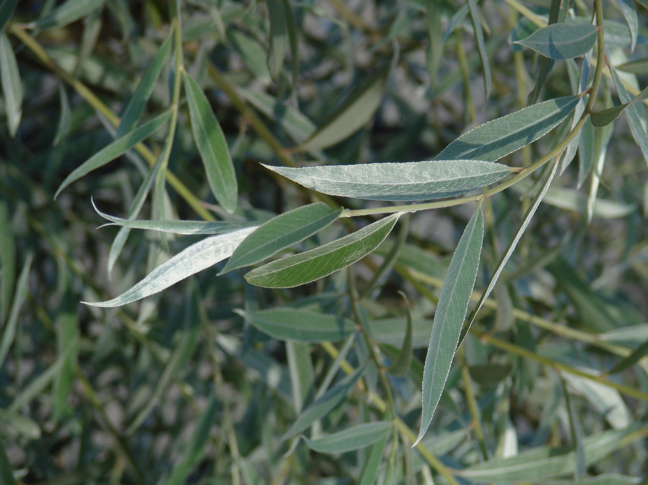 Image of Salix alba specimen.