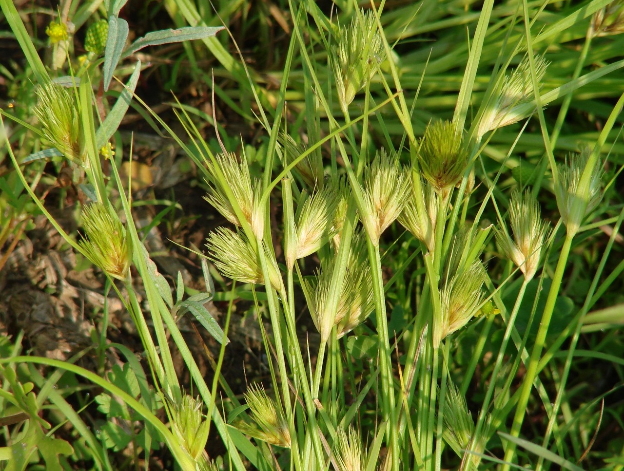 Image of Carex bohemica specimen.