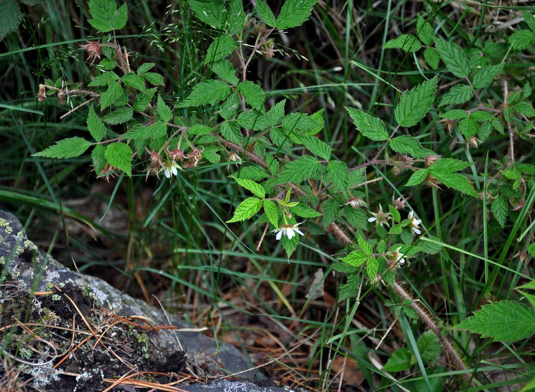 Image of Rubus matsumuranus specimen.