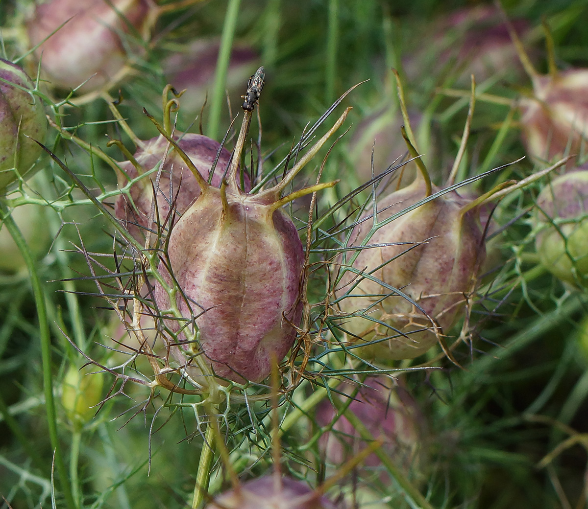 Image of Nigella damascena specimen.