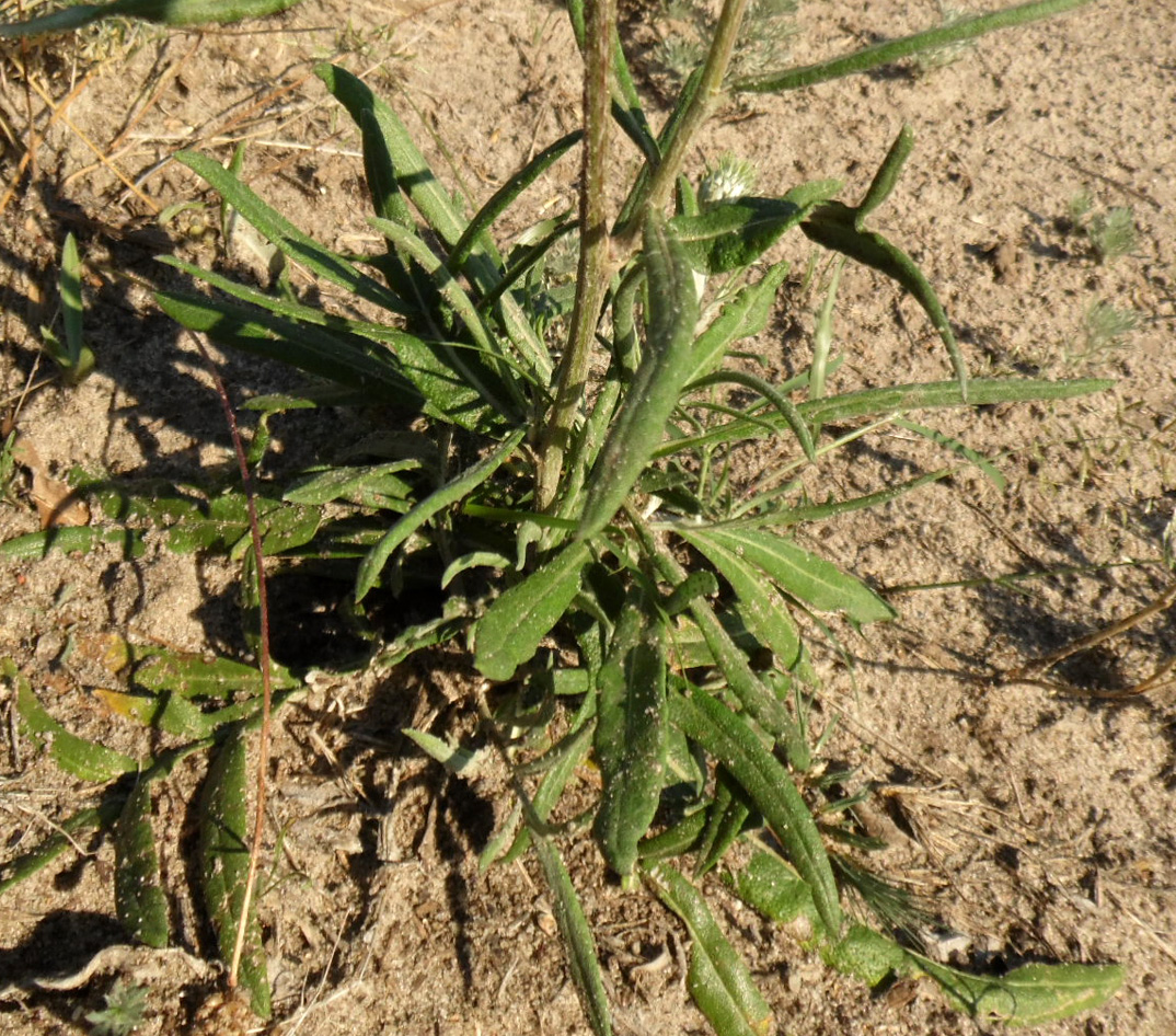 Image of Jurinea salicifolia specimen.