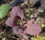 Berberis vulgaris. Верхушка побега молодого растения. Тверская обл., Весьегонск, в культуре. 11 мая 2018 г.