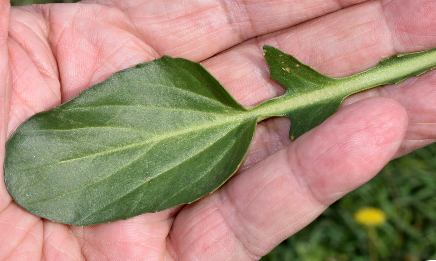 Изображение особи семейство Brassicaceae.