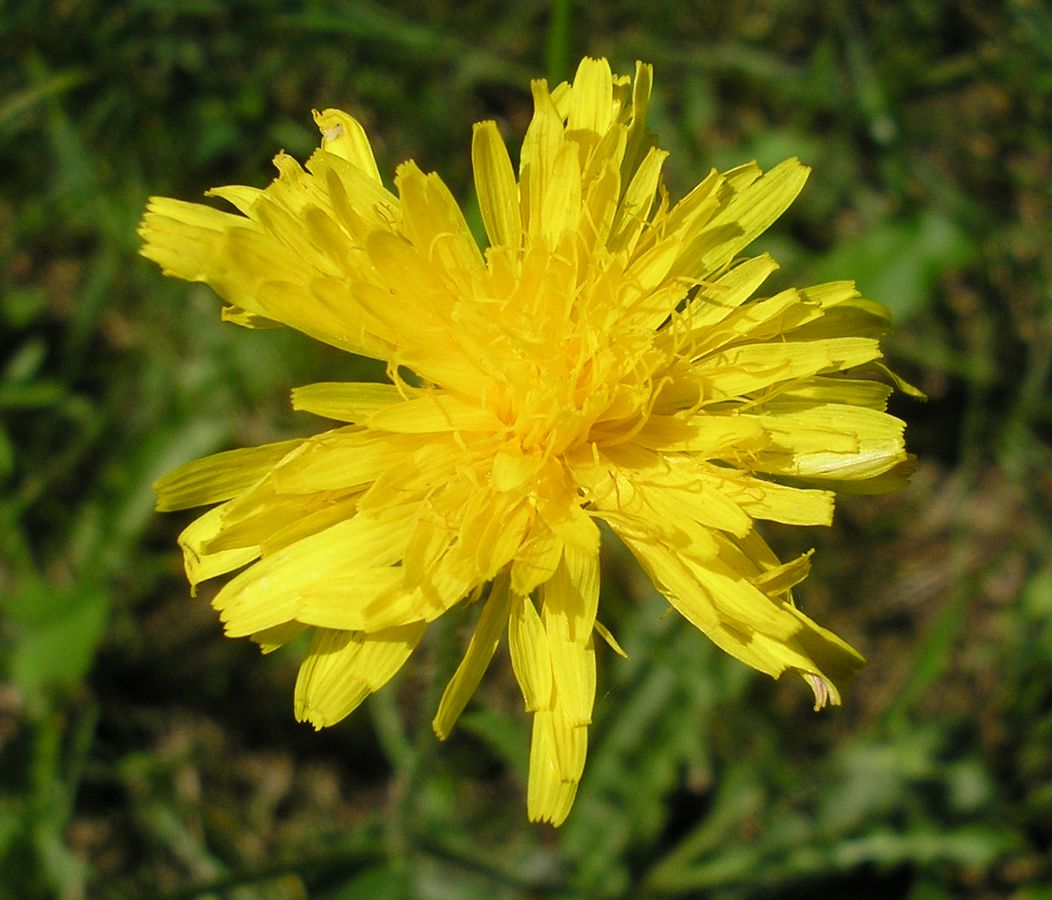 Image of Crepis rhoeadifolia specimen.