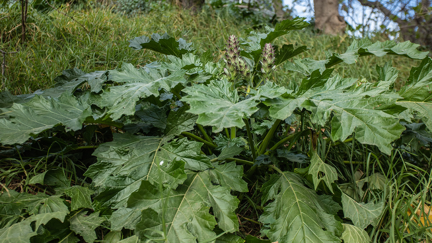 Изображение особи Acanthus mollis.