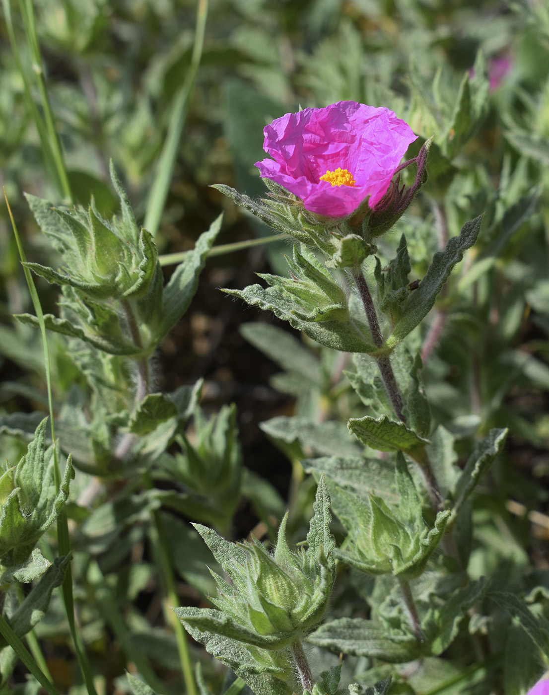 Image of Cistus crispus specimen.