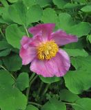 Paeonia daurica