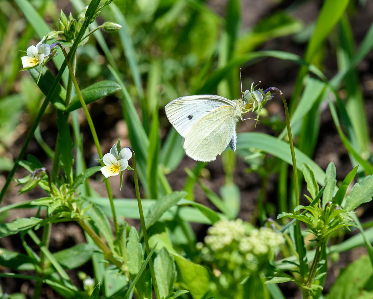 Изображение особи Viola arvensis.