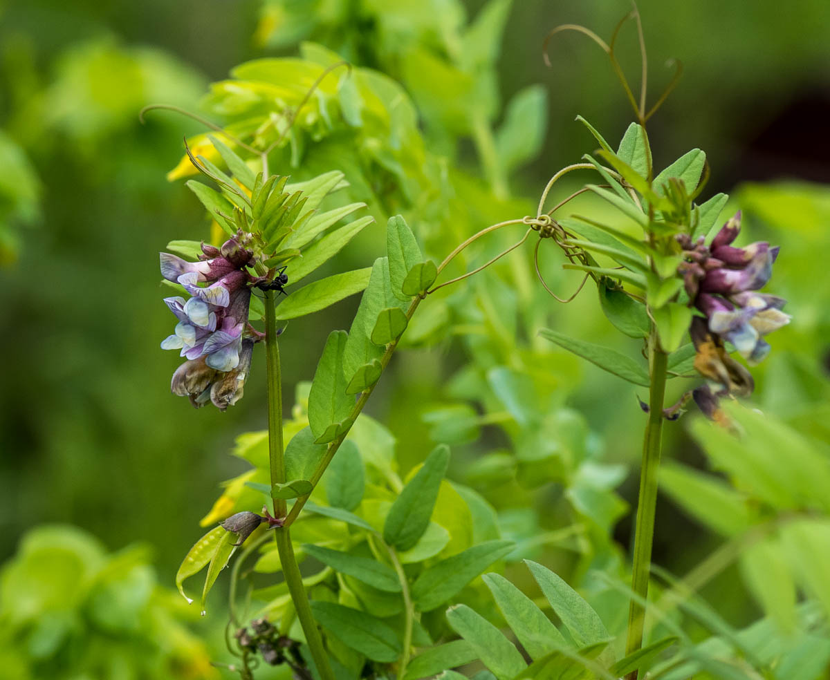 Image of Vicia sepium specimen.