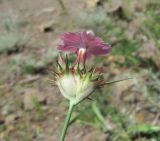 Dianthus capitatus. Верхушка побега с соцветием. Дагестан, Докузпаринский р-н, окр. с. Усухчай, ок. 1100 м н.у.м., каменистое место у газопровода. 04.06.2019.