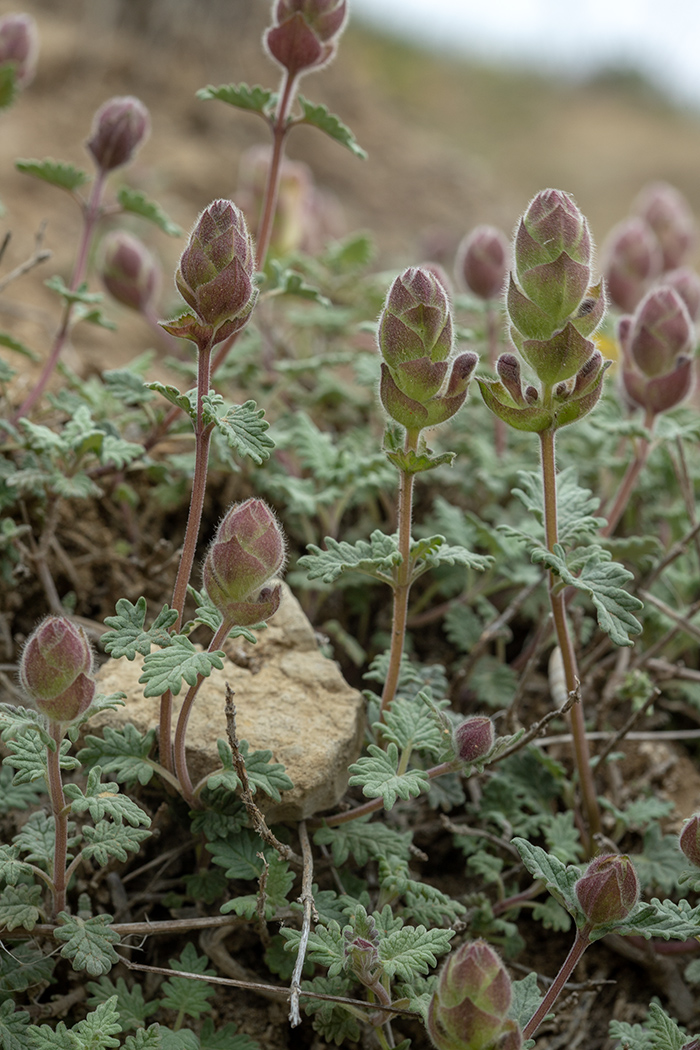 Image of Scutellaria orientalis specimen.