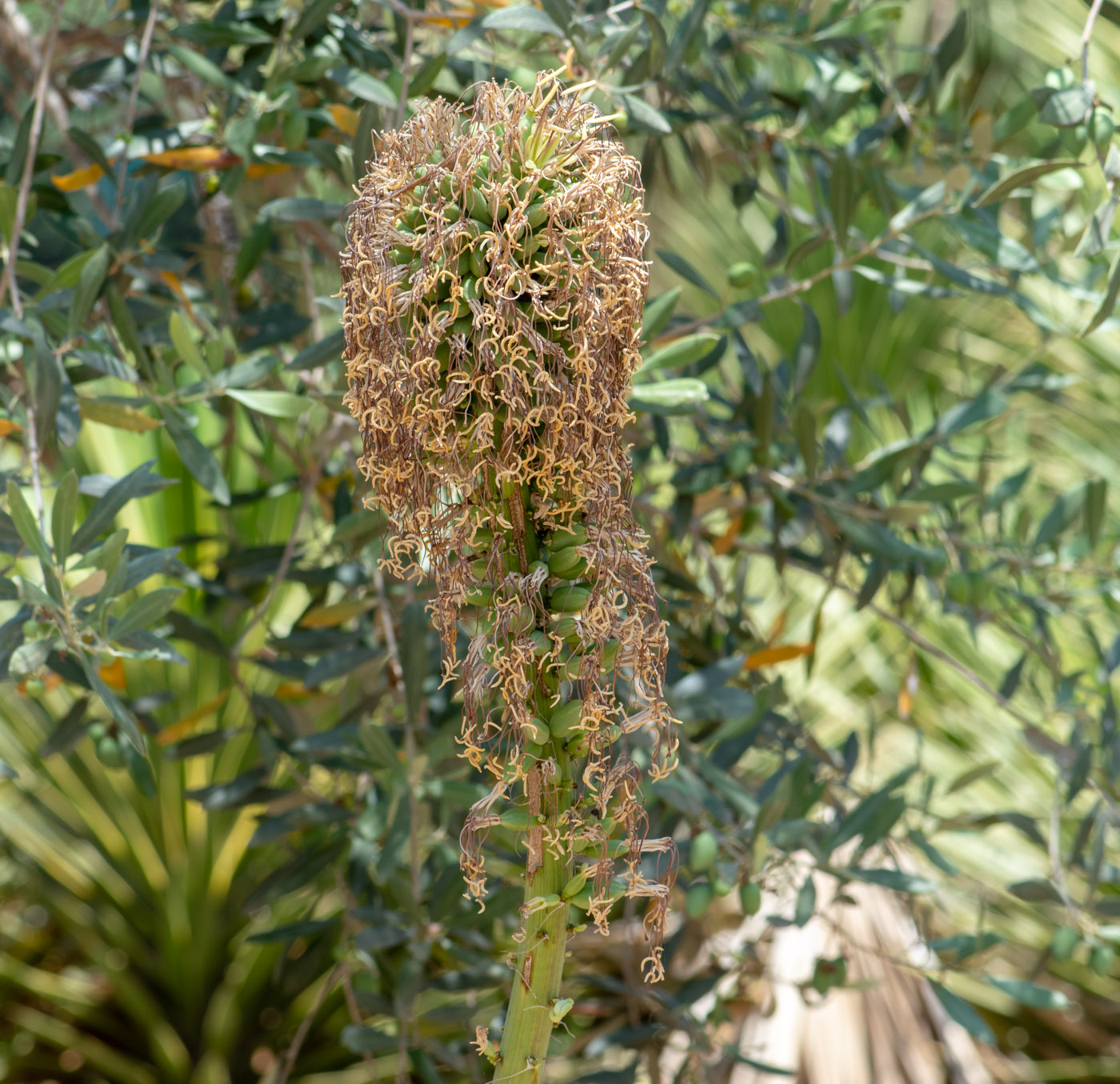 Image of Agave victoriae-reginae specimen.