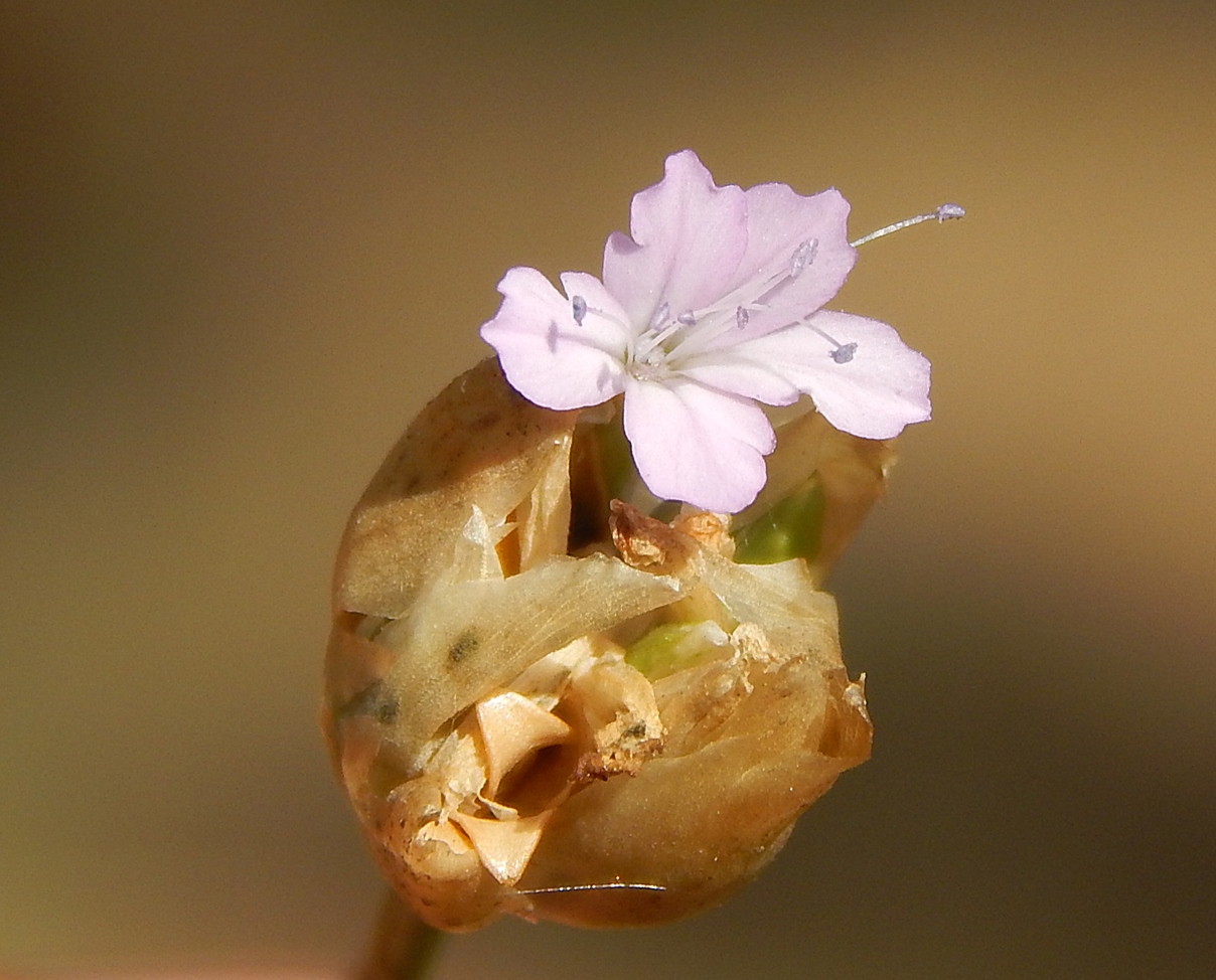 Image of Petrorhagia prolifera specimen.