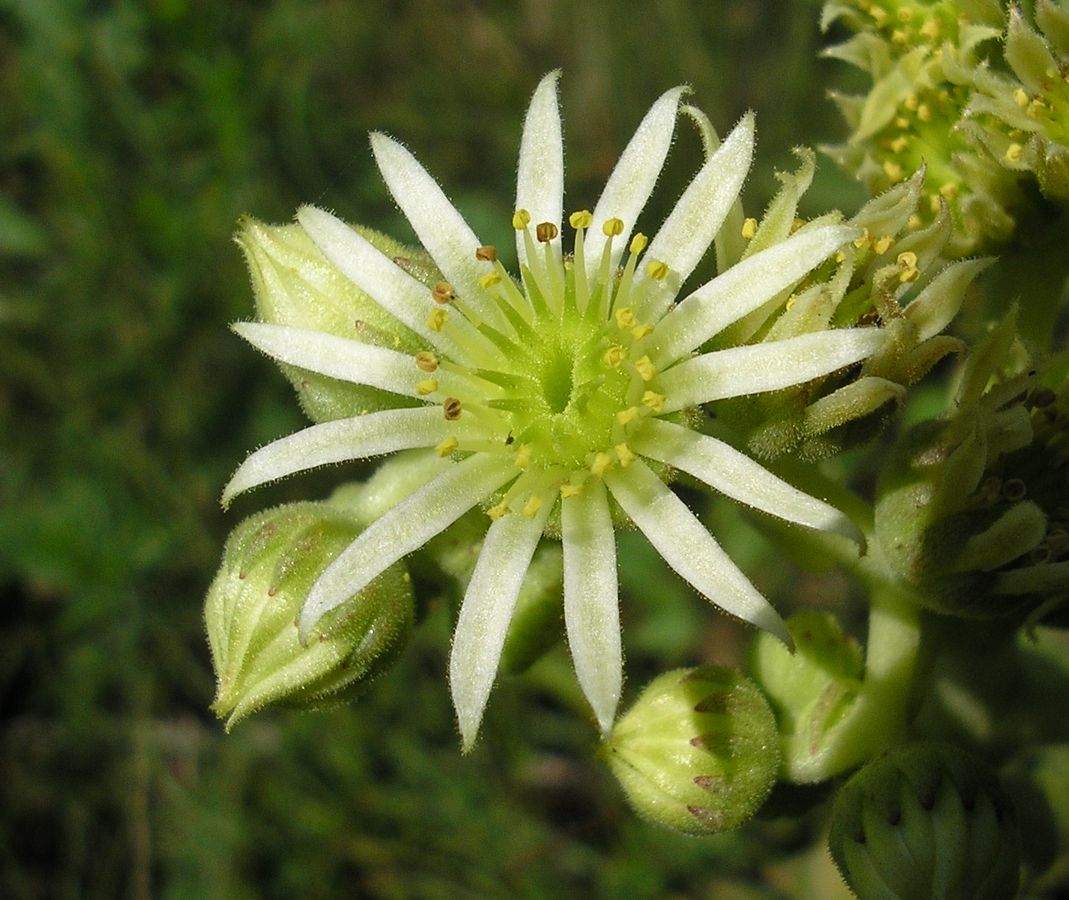 Image of Sempervivum ruthenicum specimen.