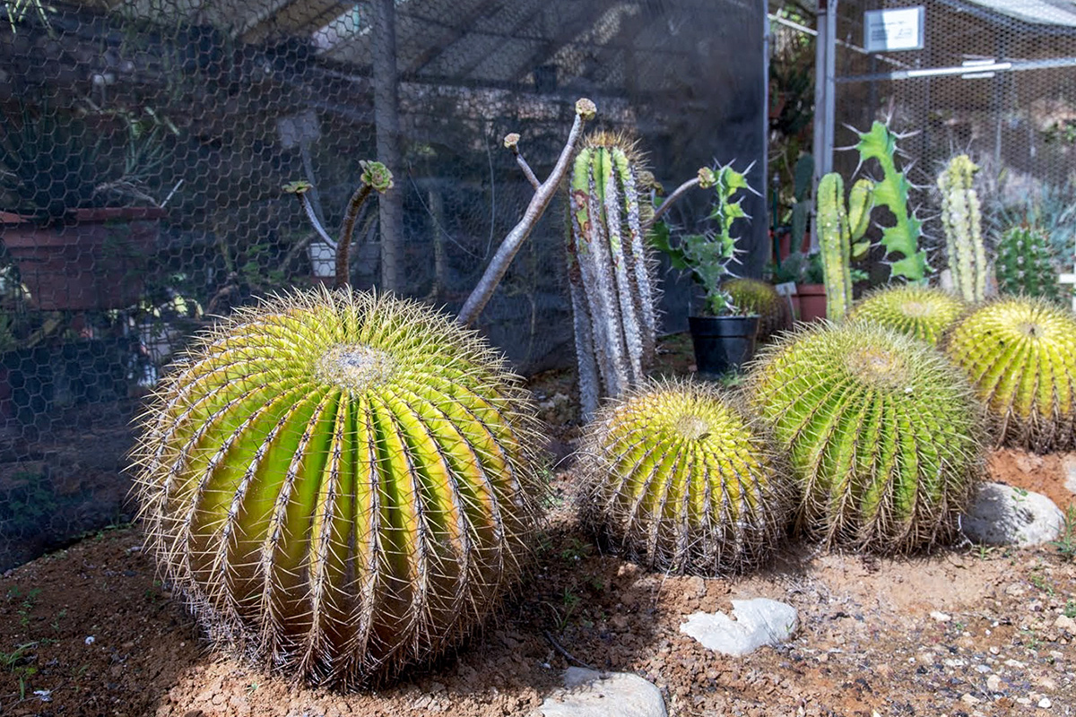 Изображение особи Echinocactus grusonii.