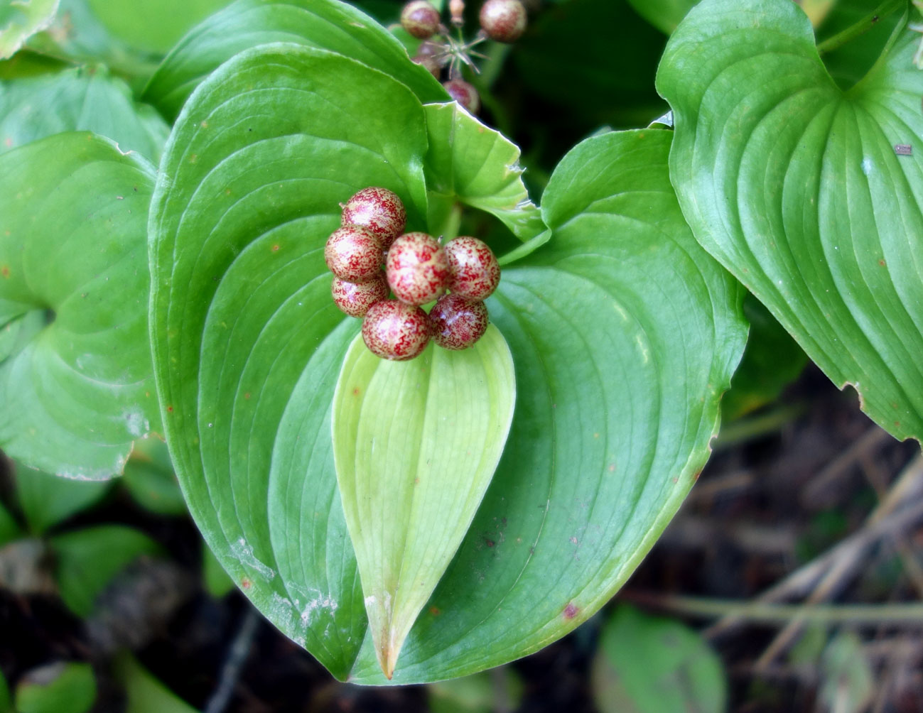 Изображение особи Maianthemum dilatatum.