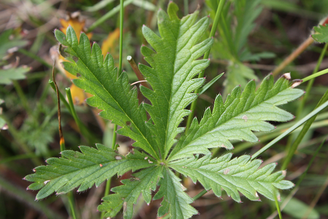 Изображение особи Potentilla goldbachii.