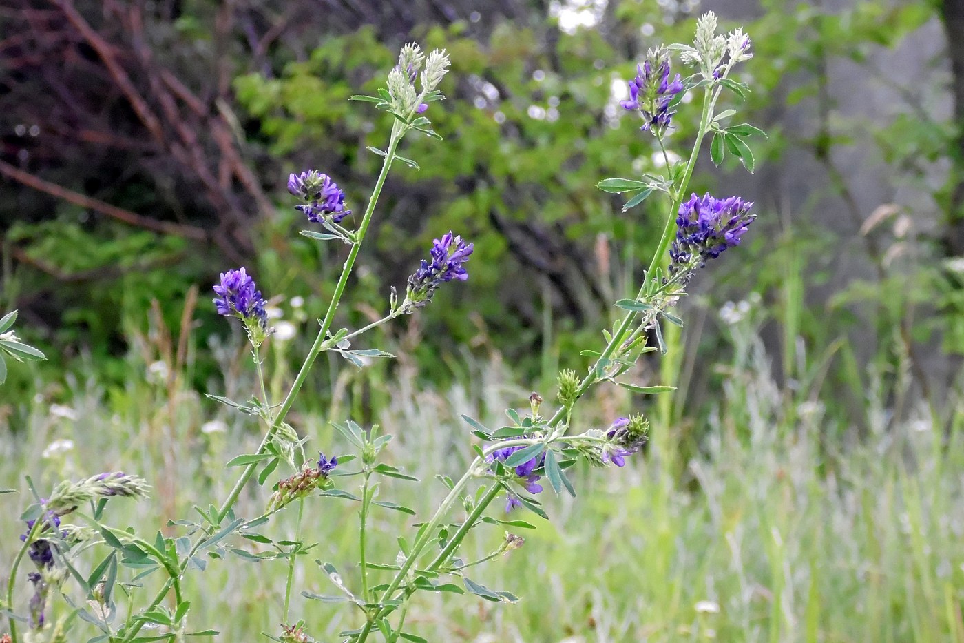 Изображение особи Medicago sativa.