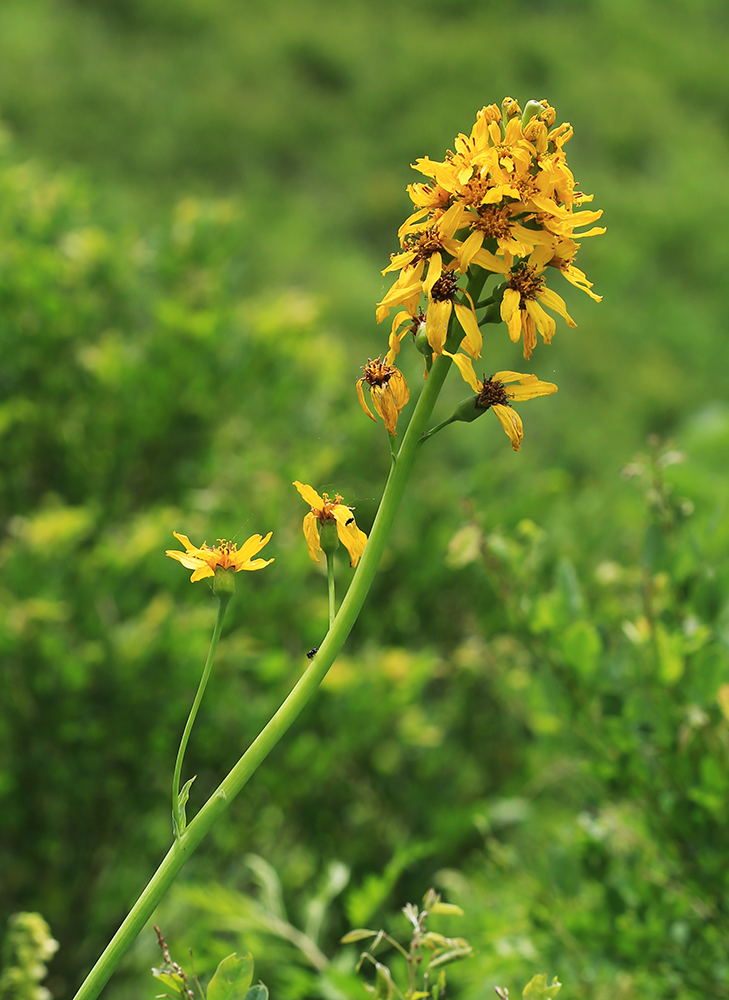 Image of Ligularia schmidtii specimen.