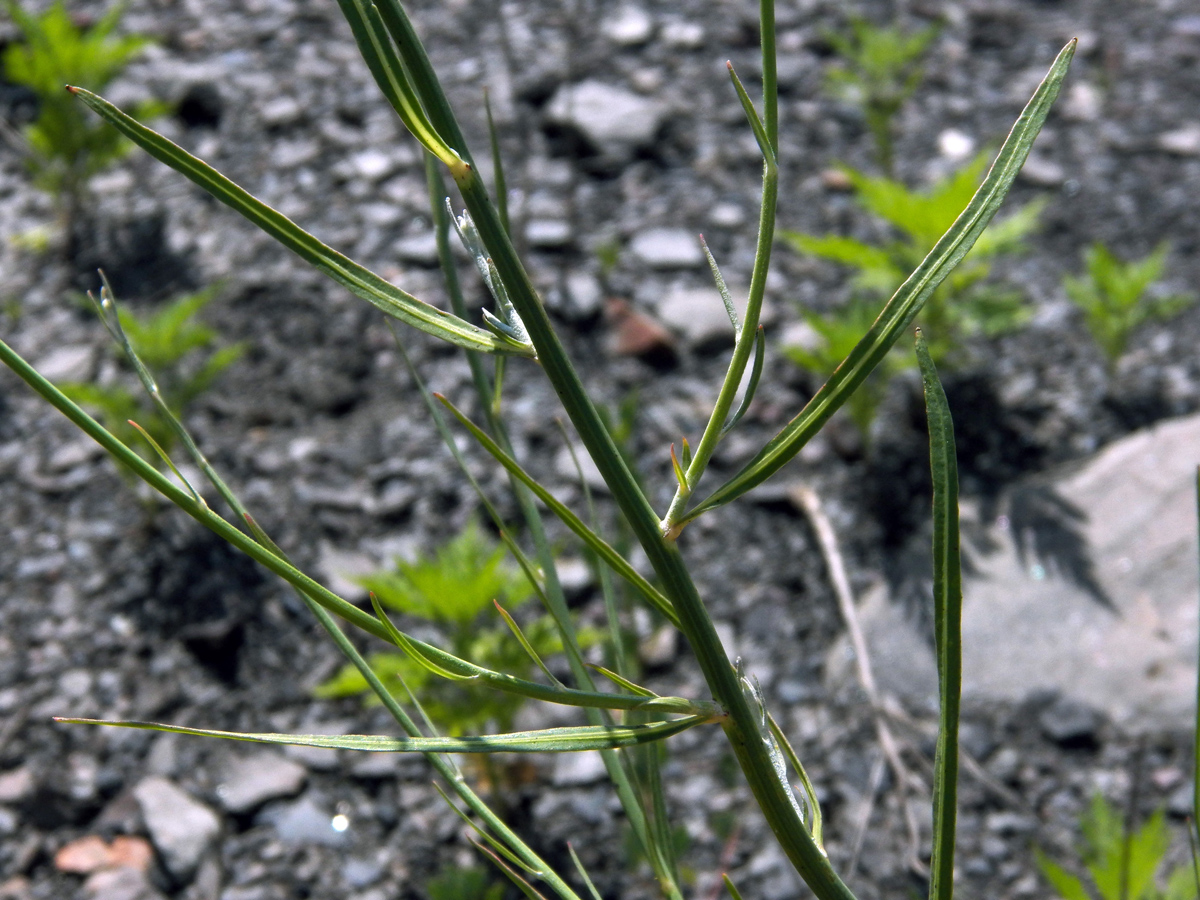 Изображение особи Chondrilla juncea.