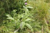 Cirsium helenioides