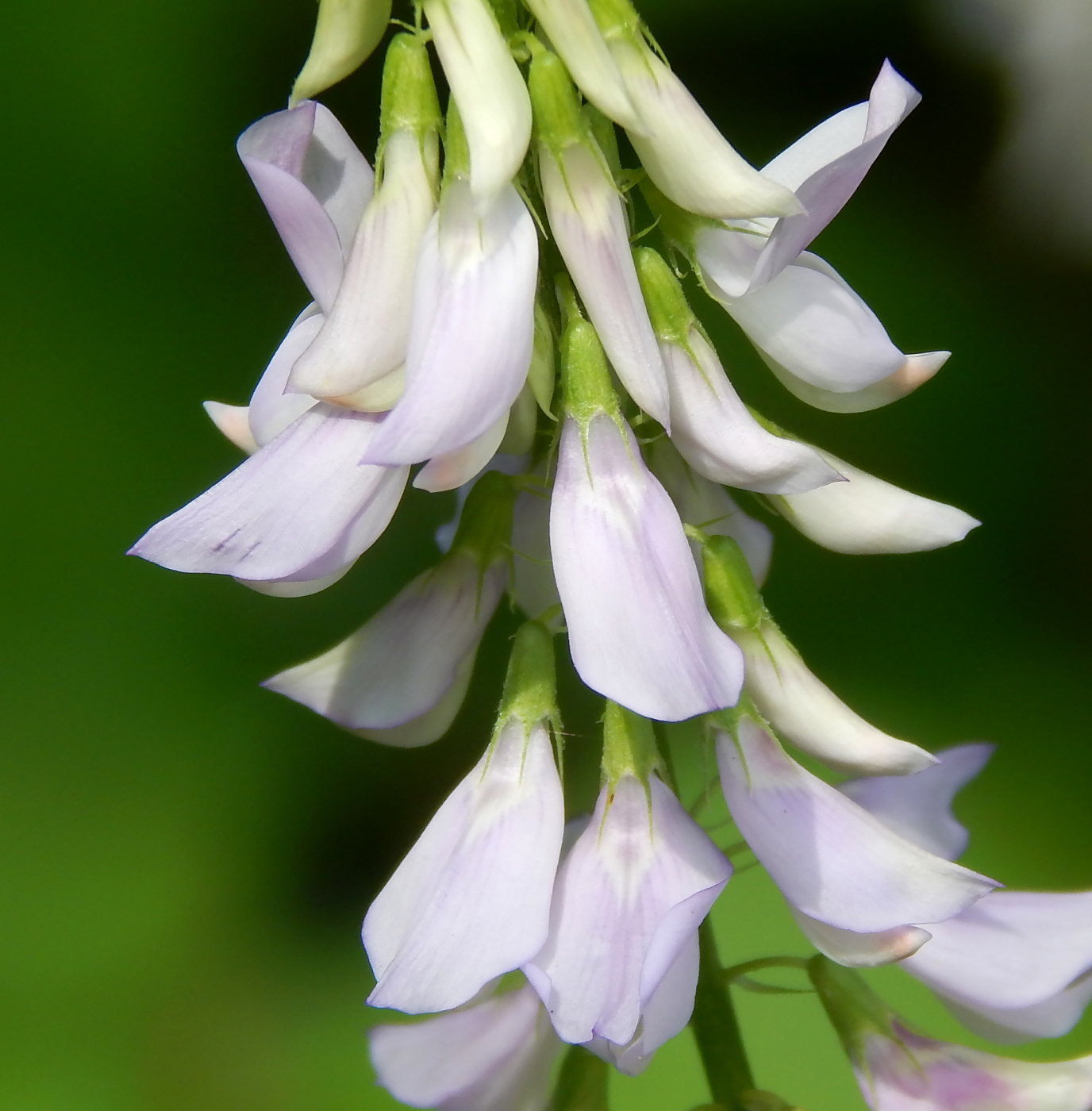 Image of Galega officinalis specimen.