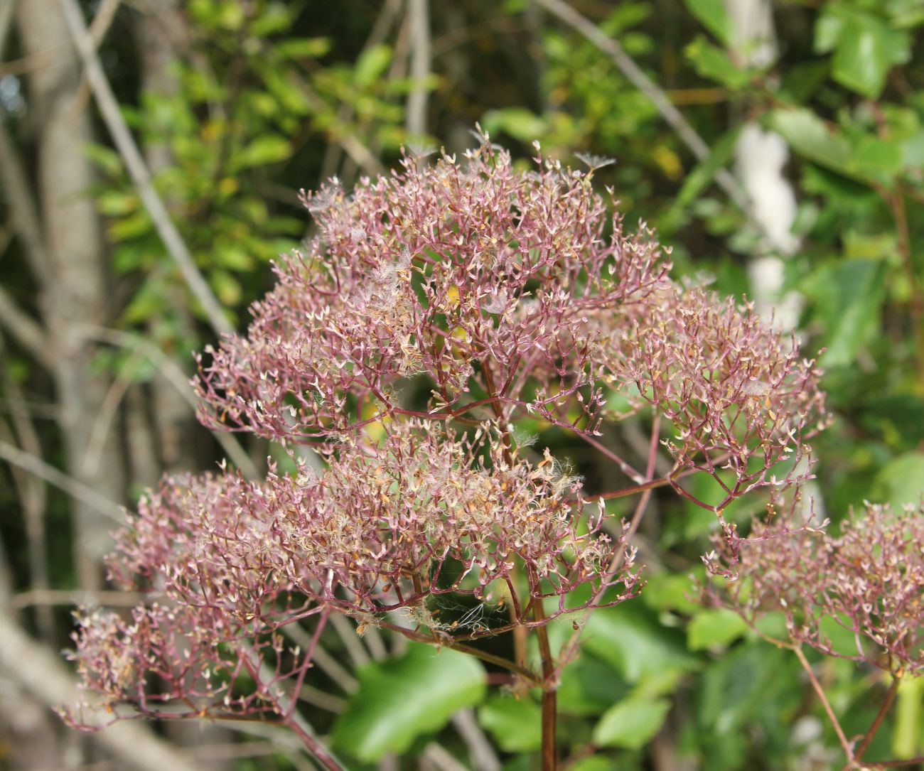 Image of Valeriana officinalis specimen.