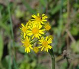 Tephroseris integrifolia. Соцветие с кормящейся мухой-журчалкой. Иркутская обл., Иркутский р-н, р. Иркут, о. Беляева, луг. 30.05.2020.