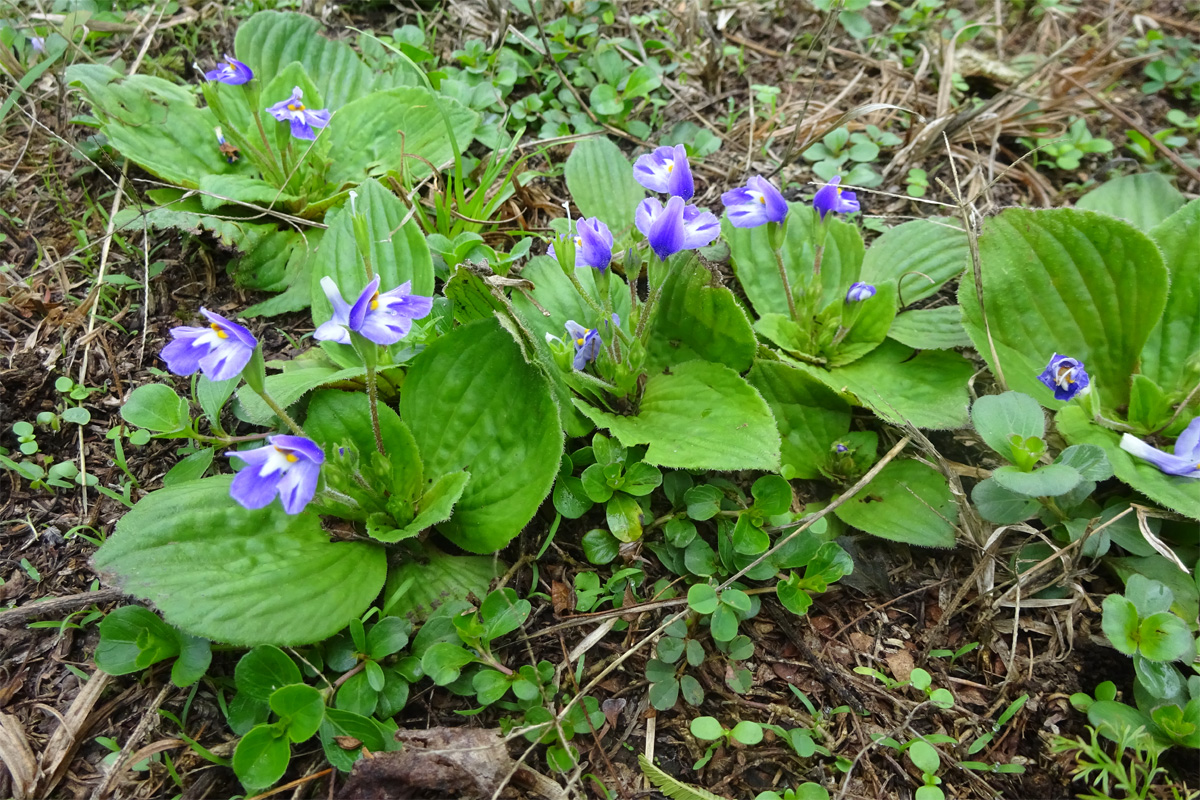 Изображение особи Craterostigma pumilum.