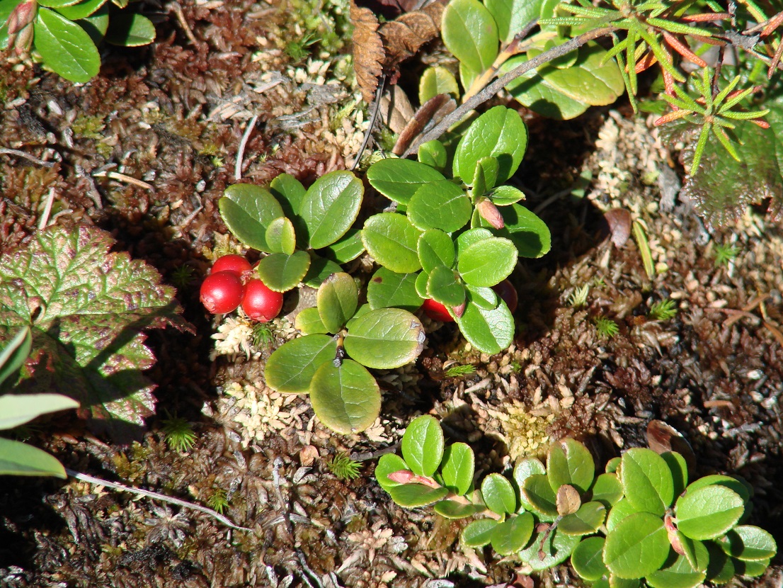 Image of Vaccinium vitis-idaea specimen.