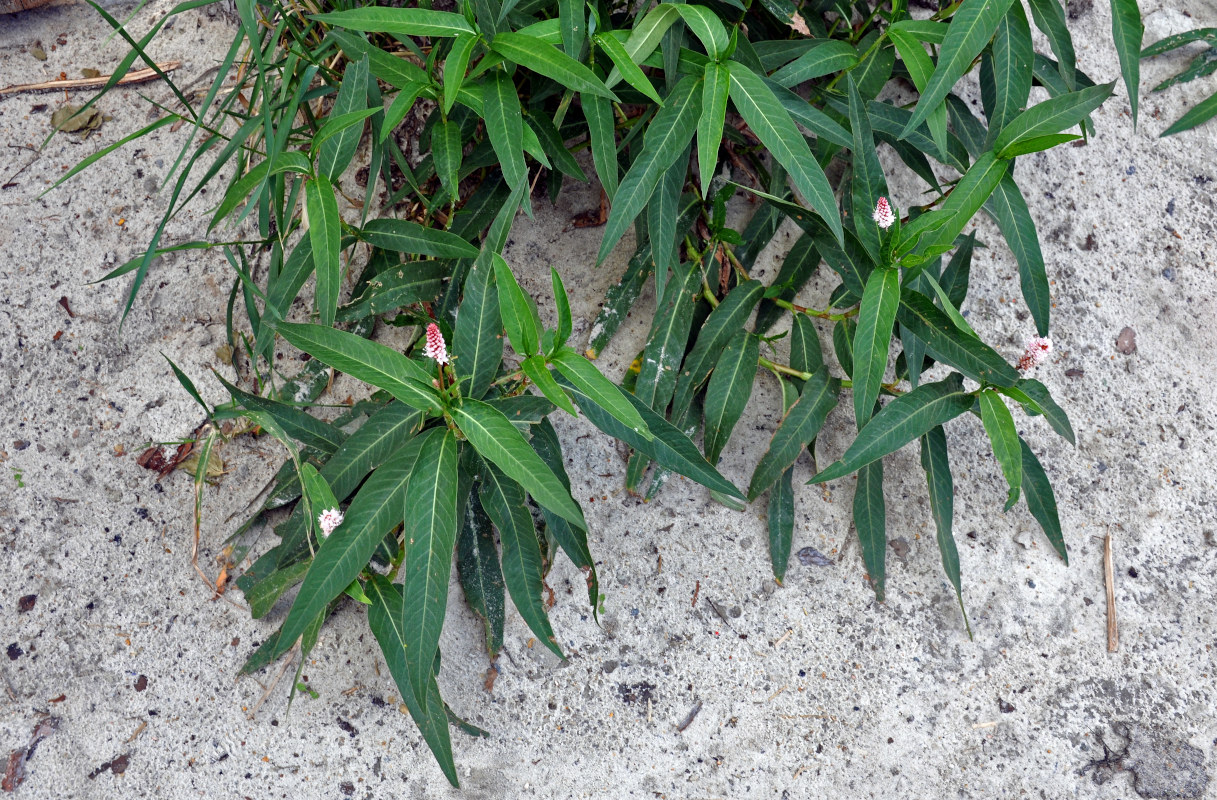 Изображение особи Persicaria amphibia.