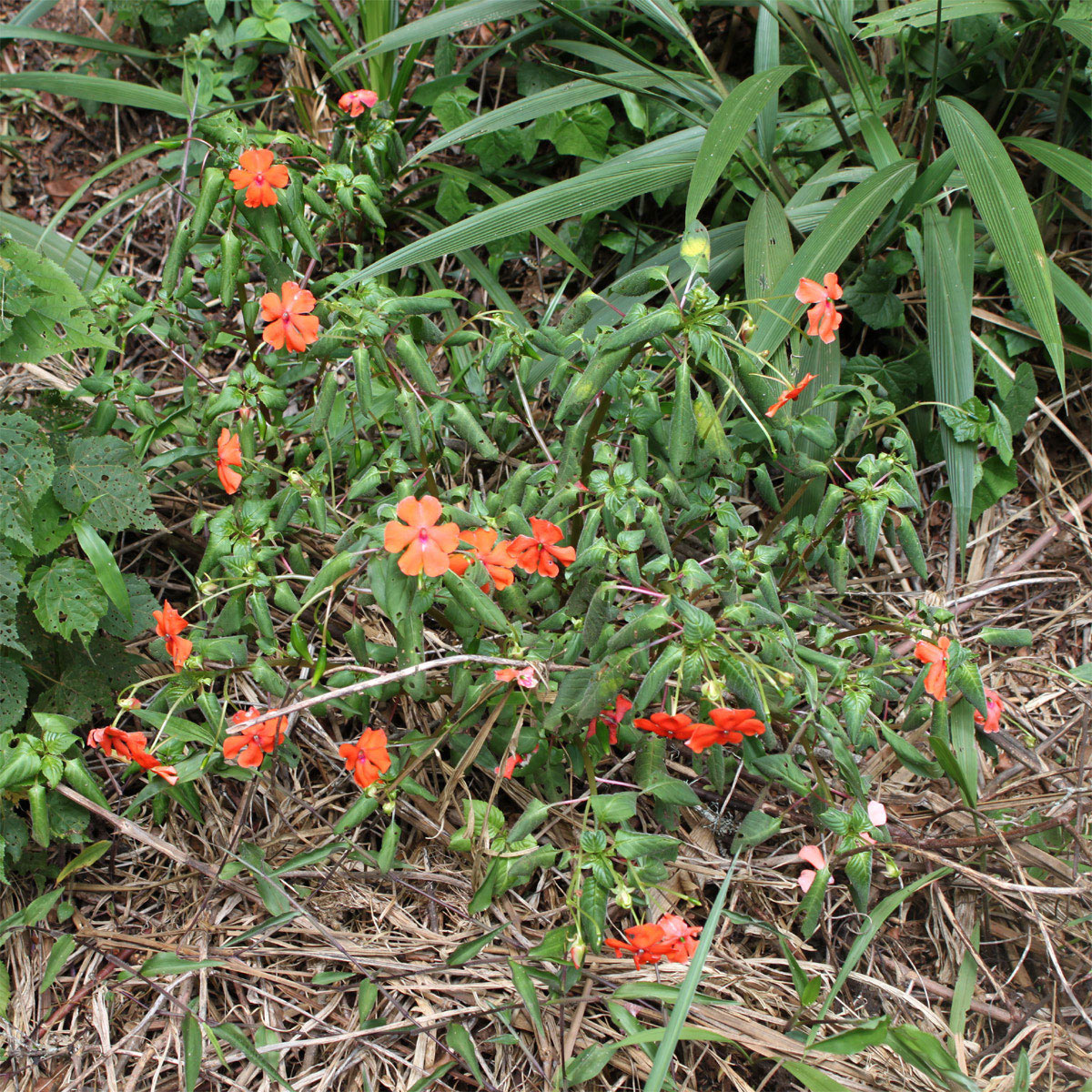 Изображение особи Impatiens walleriana.