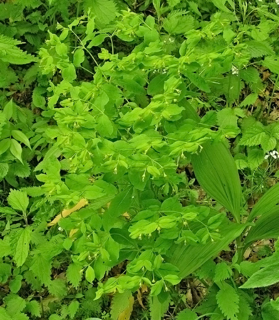 Image of Euphorbia carniolica specimen.