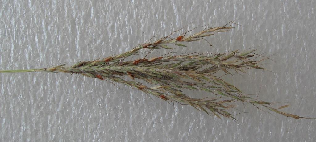 Image of Bothriochloa ischaemum specimen.