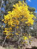 Handroanthus chrysotrichus