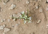 Ornithogalum neurostegium