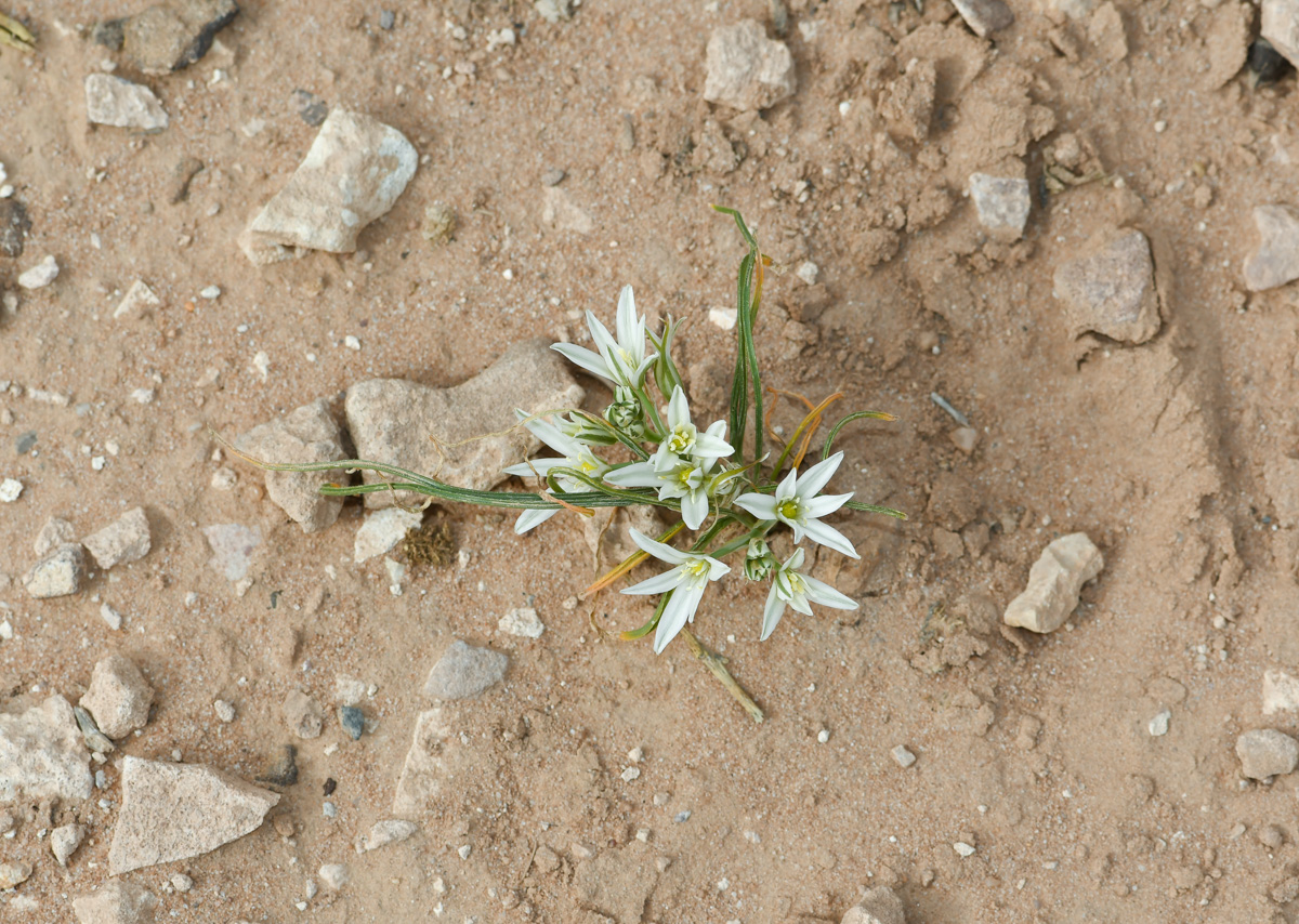 Изображение особи Ornithogalum neurostegium.